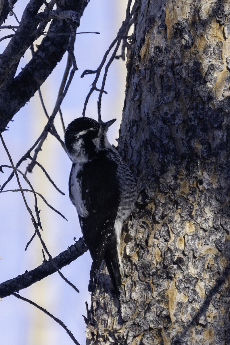 American Three-toed Woodpecker - Lucas Schrader