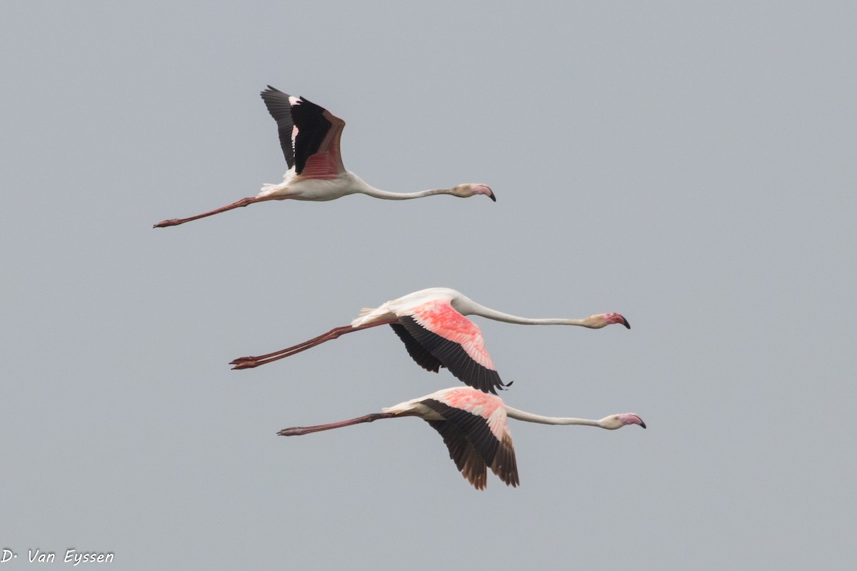 Greater Flamingo - Darren Van Eyssen