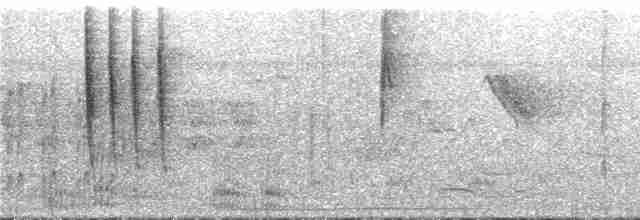 Conirostre oreillard - ML287688