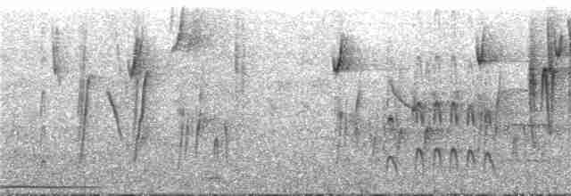 Conirostre oreillard - ML287689