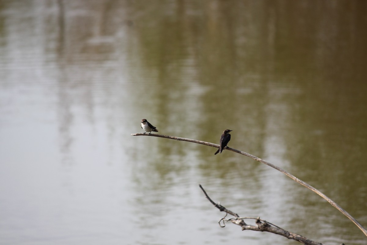 Wire-tailed Swallow - ML287692011