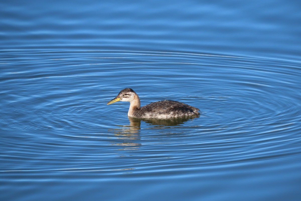 Red-necked Grebe - ML287694891