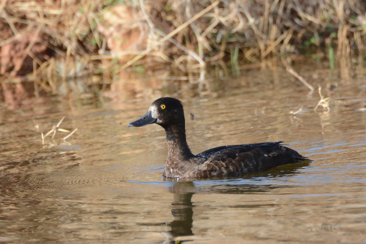 Tufted Duck - ML287701111