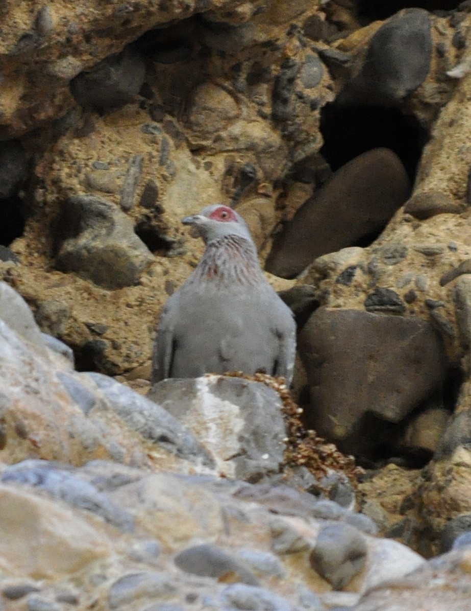 Speckled Pigeon - ML287702021