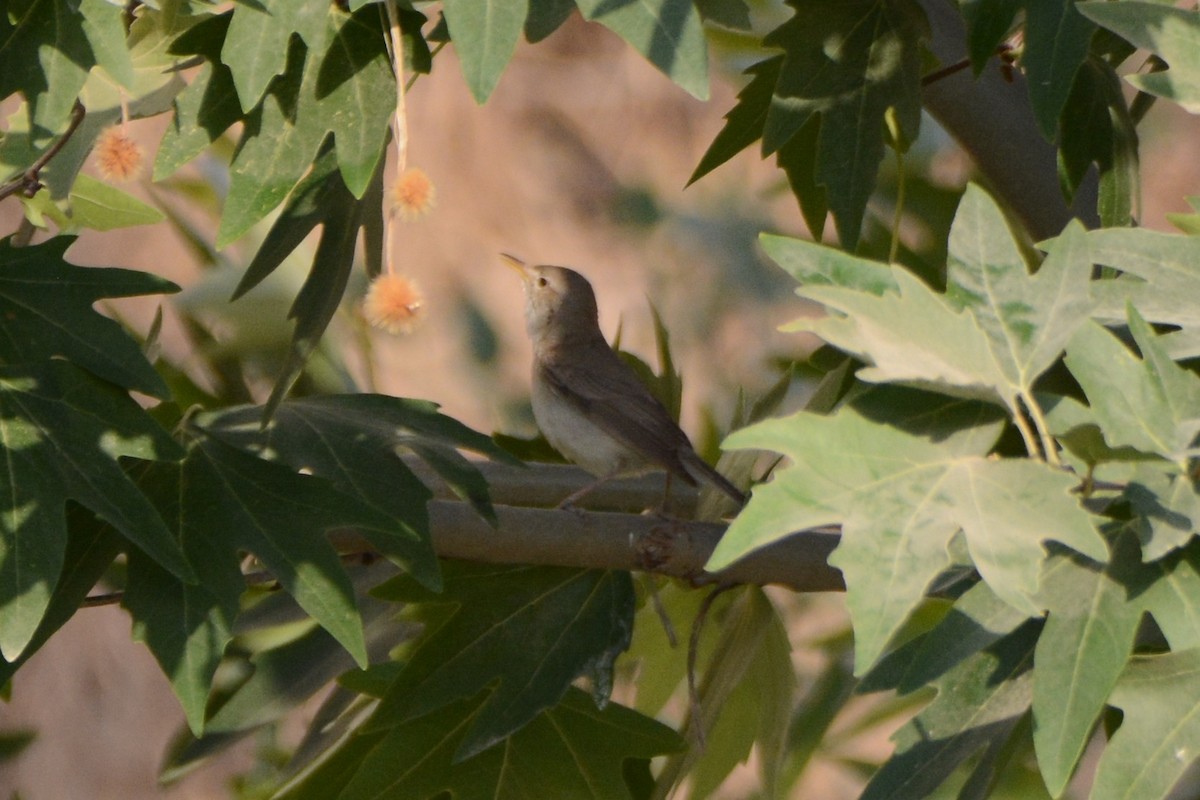 Eastern Olivaceous Warbler - Ergün Cengiz