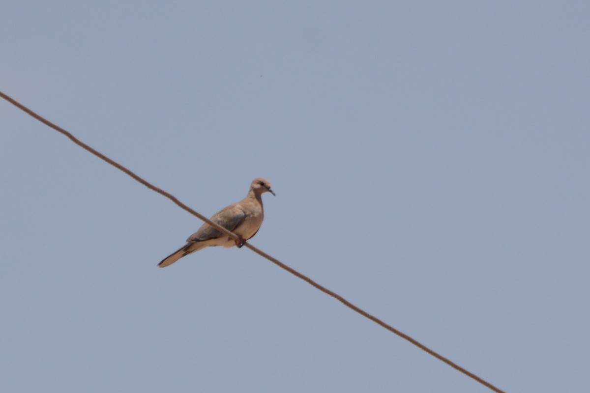 Laughing Dove - ML287706551