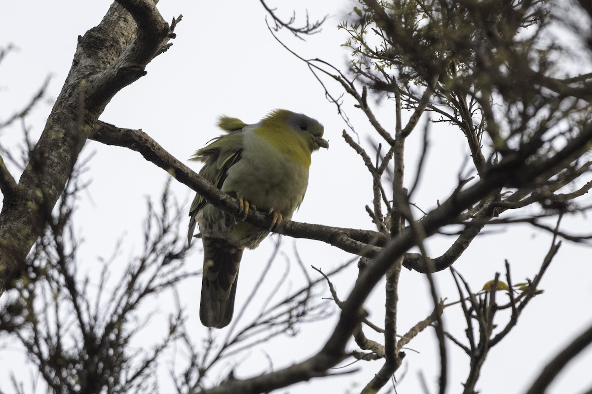 Yellow-footed Green-Pigeon - Debankur  Biswas