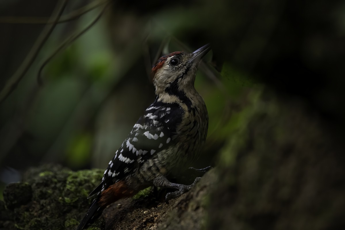 Fulvous-breasted Woodpecker - Debankur  Biswas