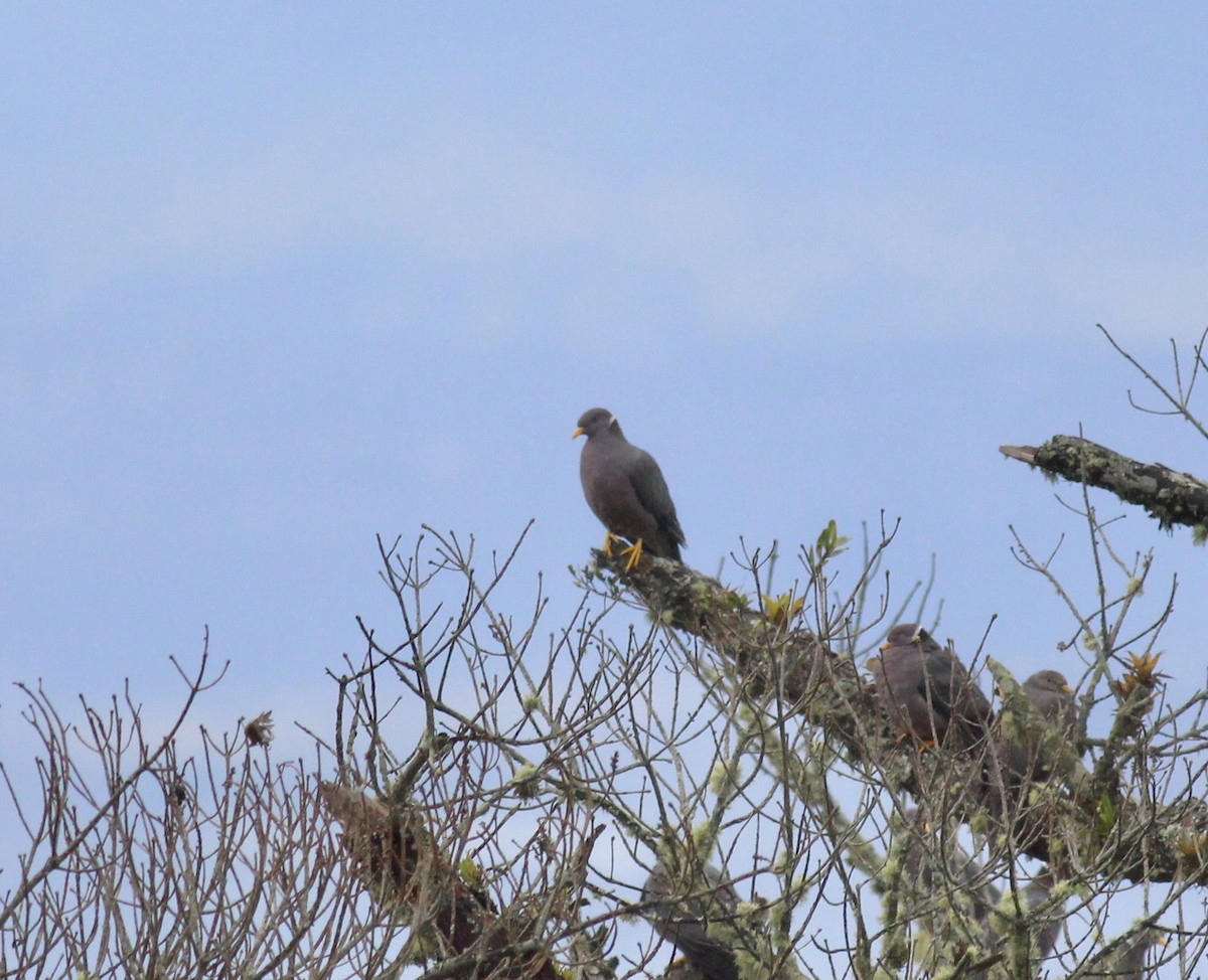 Band-tailed Pigeon - ML287711971