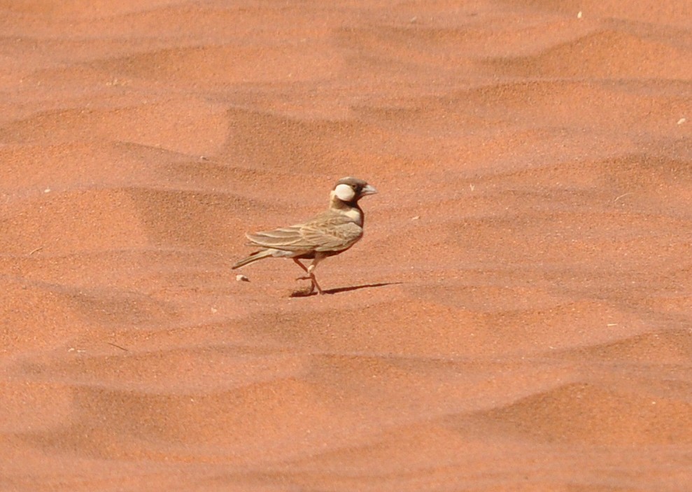 Gray-backed Sparrow-Lark - ML287712721