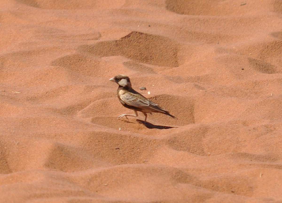 Gray-backed Sparrow-Lark - ML287712731