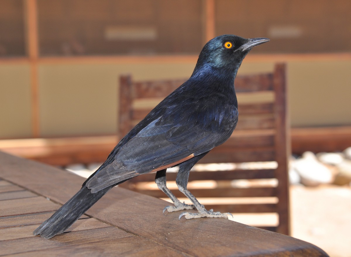 Pale-winged Starling - ML287712881