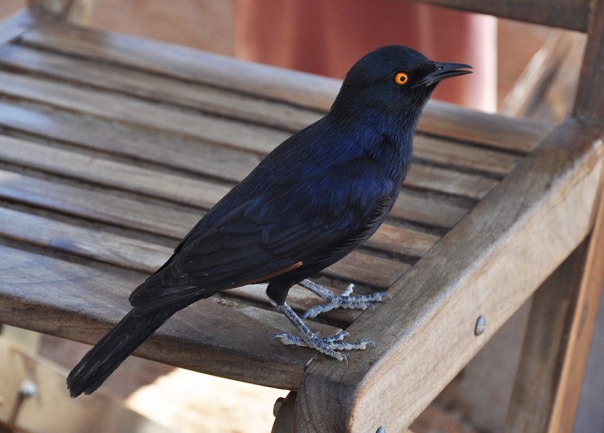 Pale-winged Starling - ML287712921