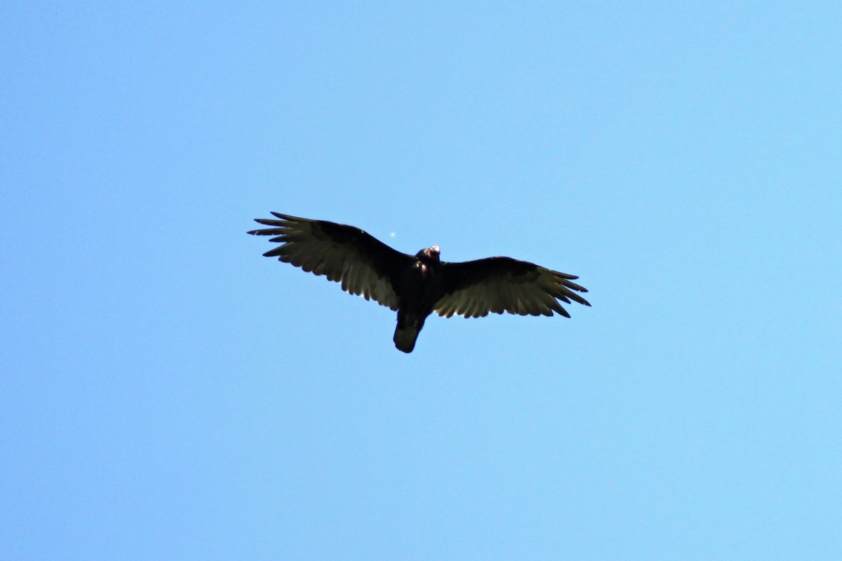 Turkey Vulture - Leszek Noga