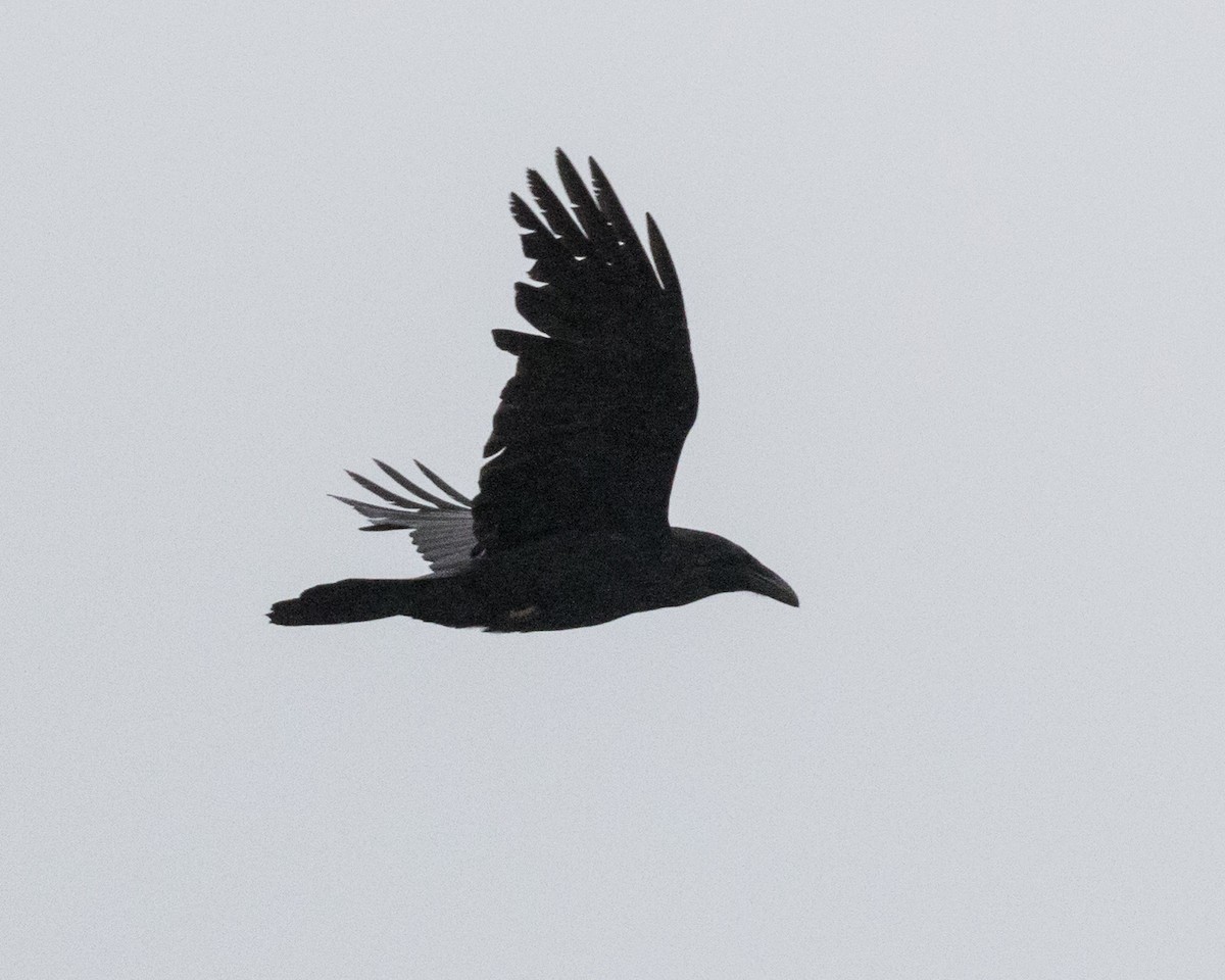 Common Raven - ML28772061