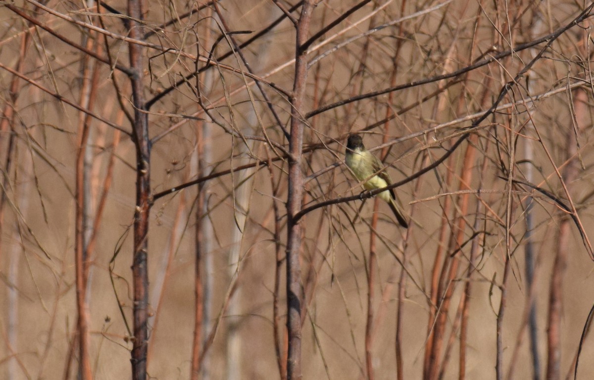 Eastern Phoebe - Ryan O'Donnell