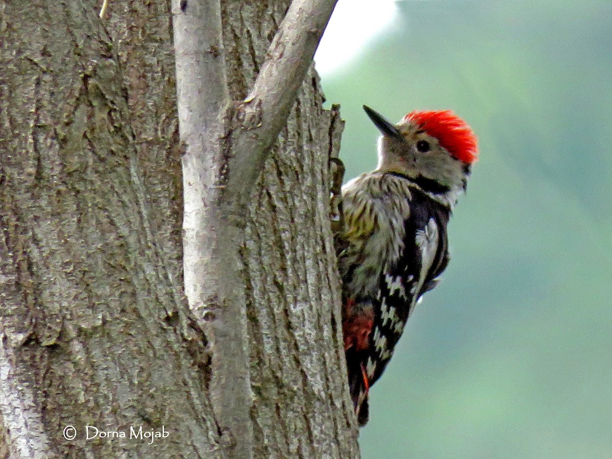 Middle Spotted Woodpecker - ML28772761