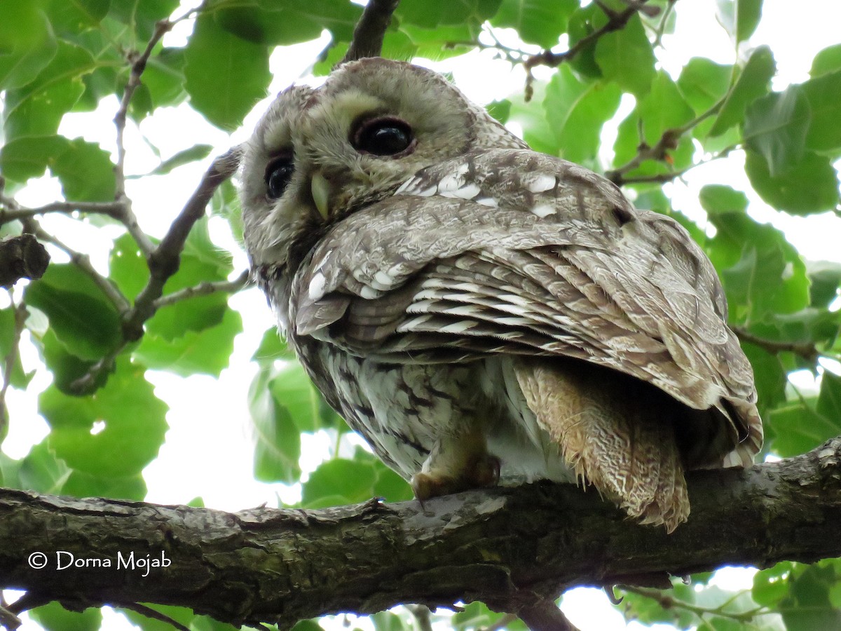 Tawny Owl - ML28772971