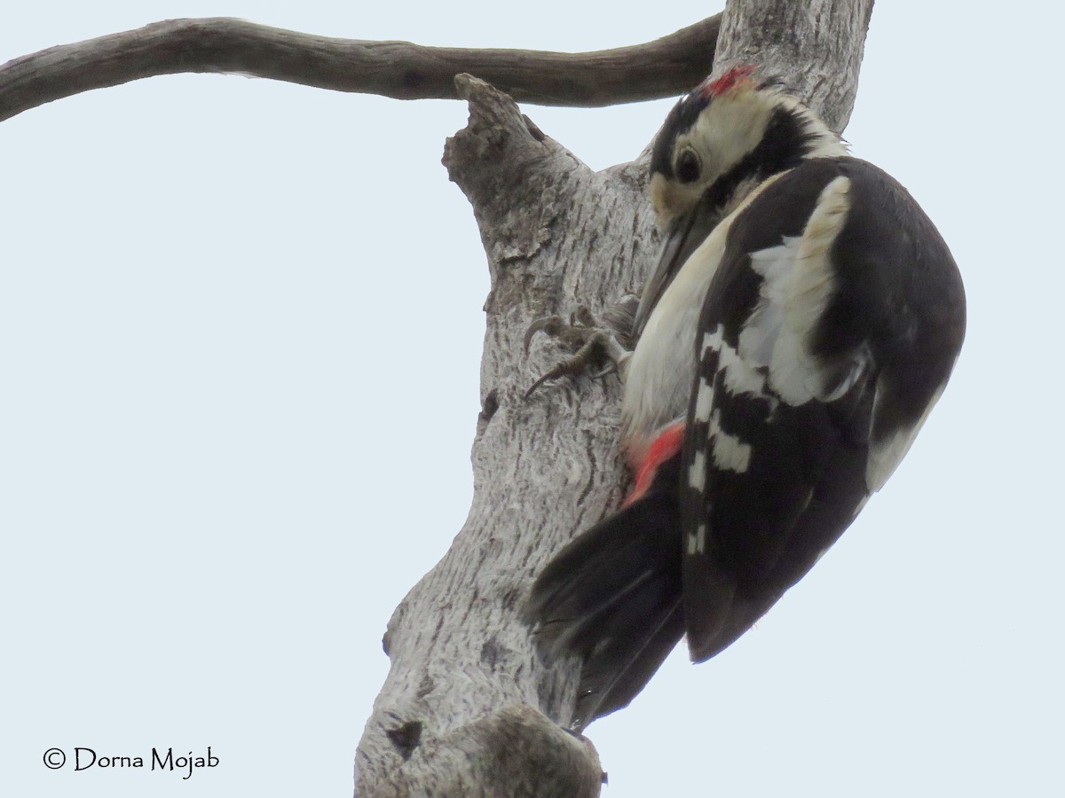 Syrian Woodpecker - ML28773291