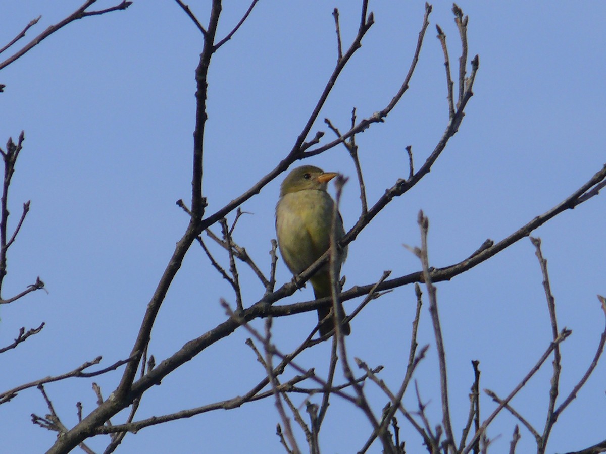 Western Tanager - ML287733561