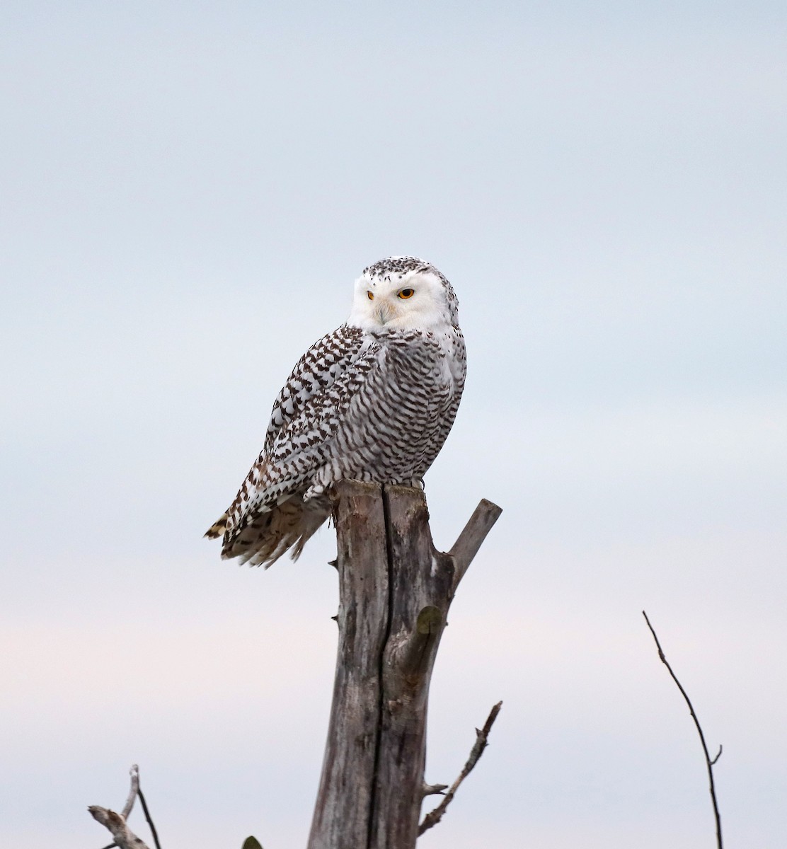 Snowy Owl - HEMANT KISHAN