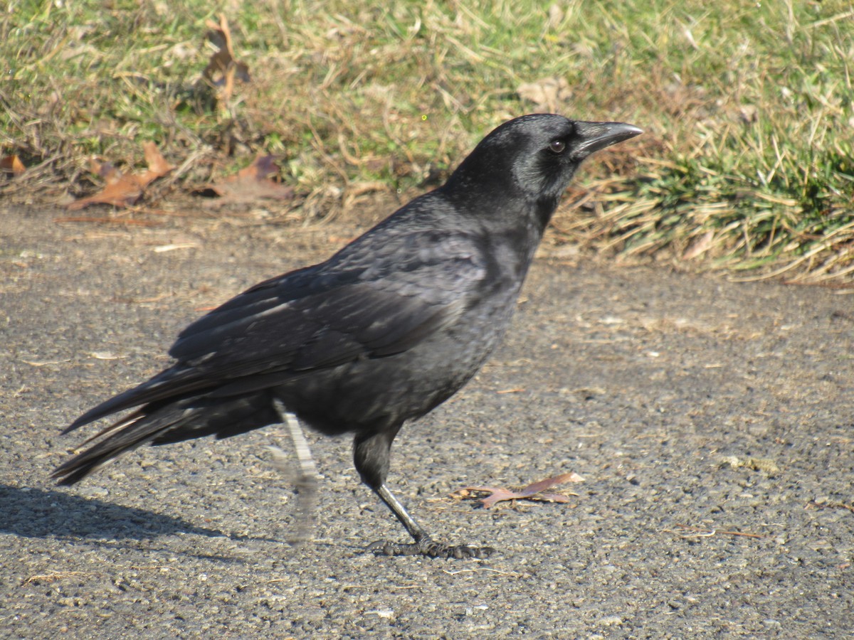 American Crow - ML287738821