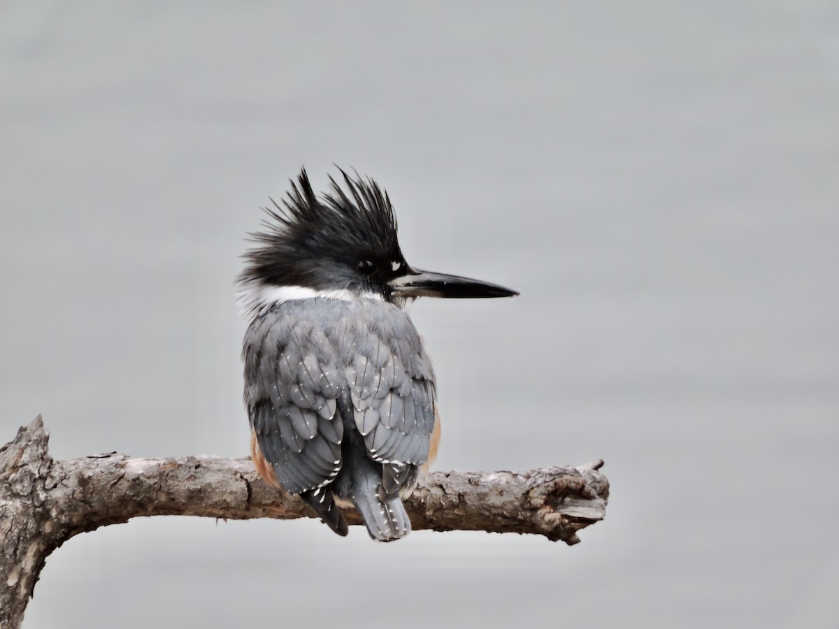 Belted Kingfisher - ML287740481