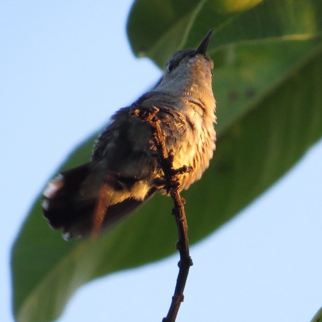 Vervain Hummingbird - Michael Good