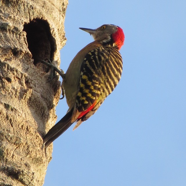 Hispaniolan Woodpecker - ML28774331