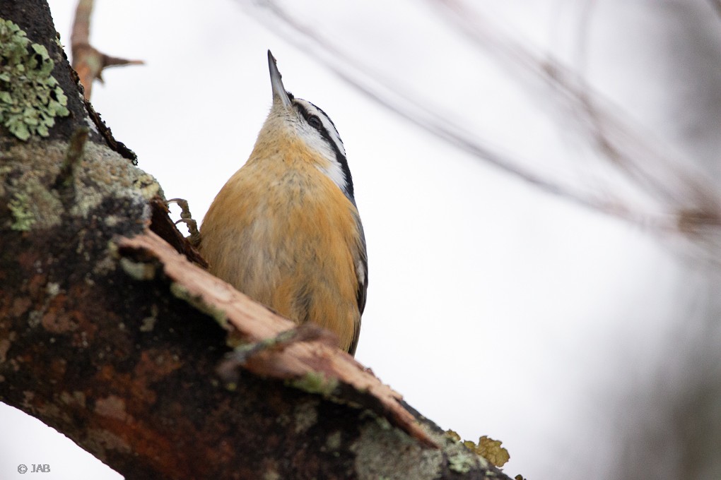 Red-breasted Nuthatch - Abraham Bowring