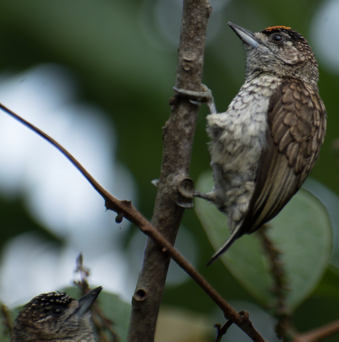 Scaled Piculet - ML287748411