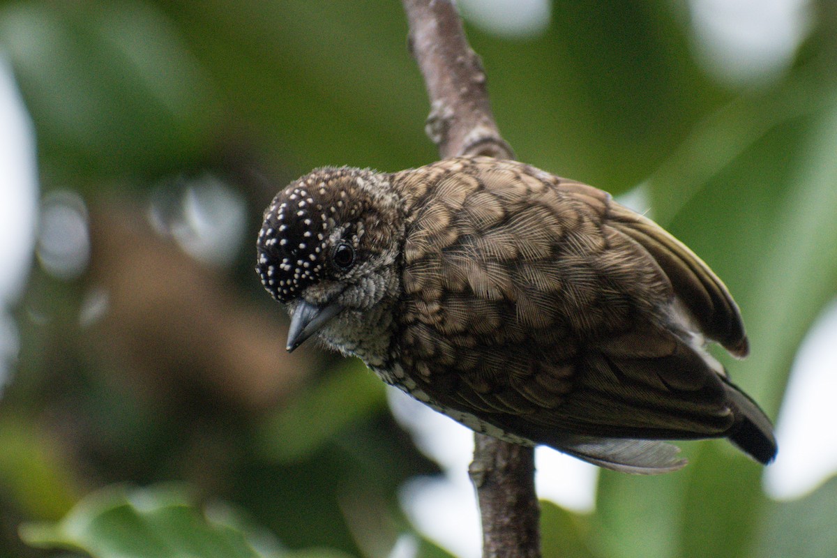 Scaled Piculet - ML287748661