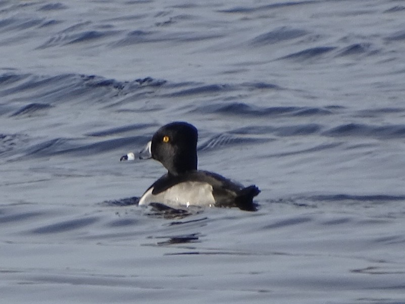 Ring-necked Duck - Alison  Cembalisty