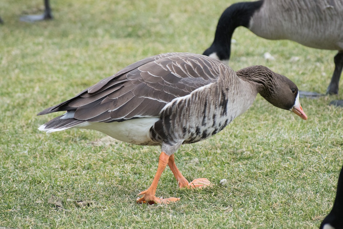 Greater White-fronted Goose - ML287751451