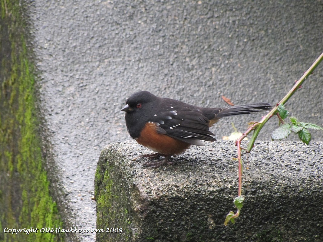 Spotted Towhee - ML28775381