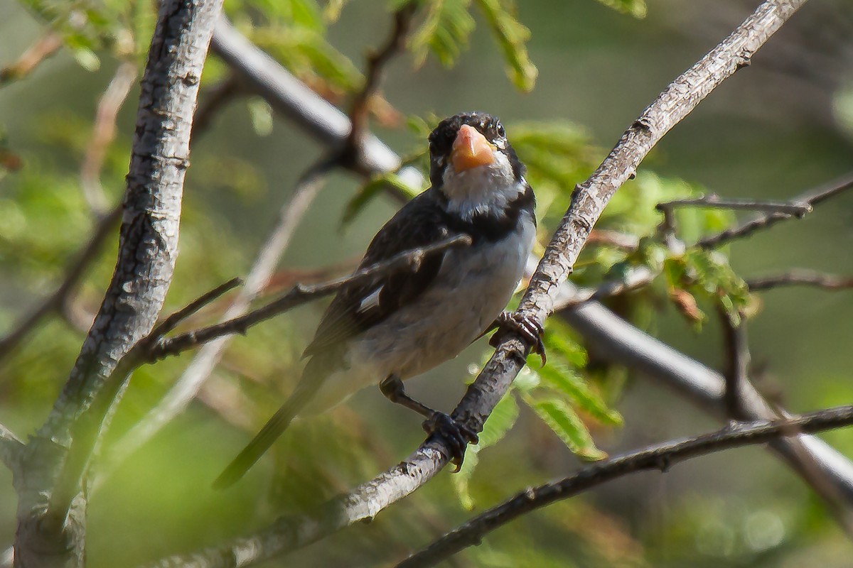 White-throated Seedeater - ML28775851