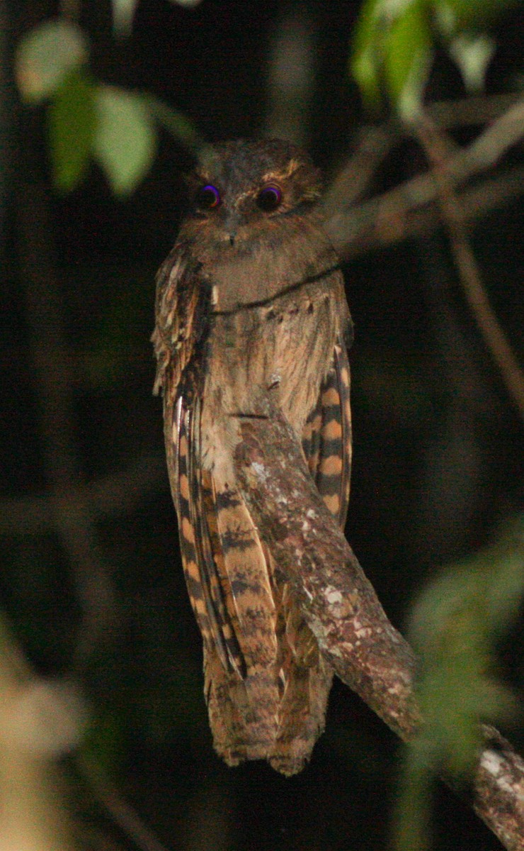Long-tailed Potoo - Per Smith