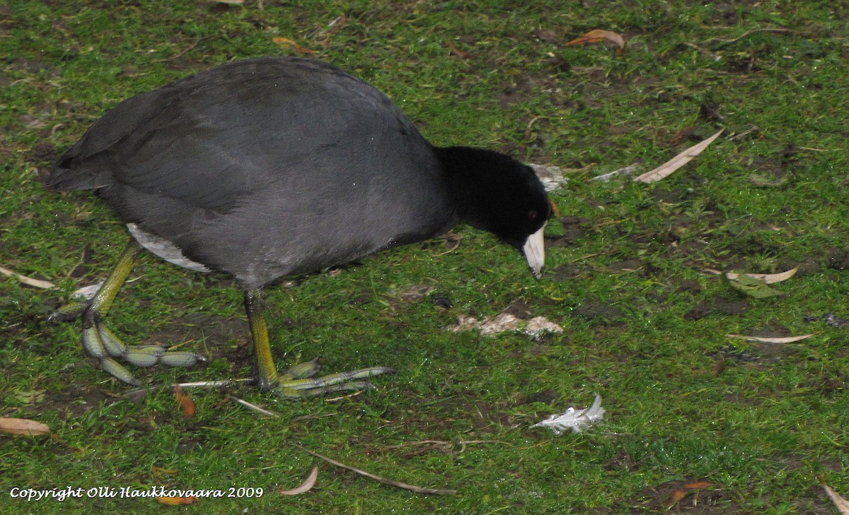 American Coot (Red-shielded) - ML28775971