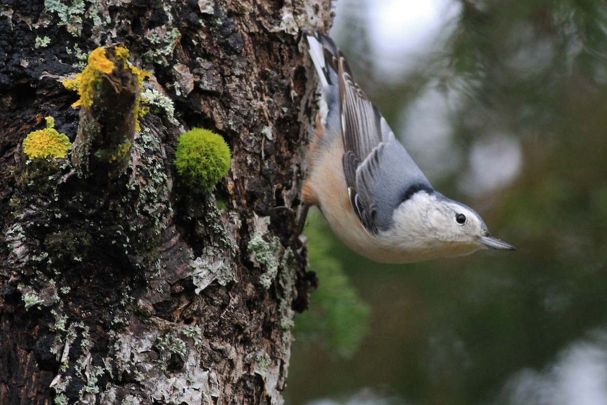 White-breasted Nuthatch - Harold Forsyth