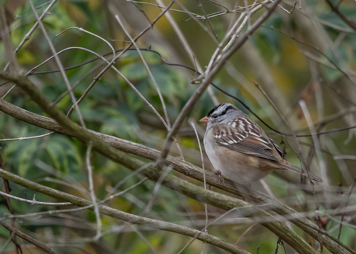 White-crowned Sparrow - ML287762081
