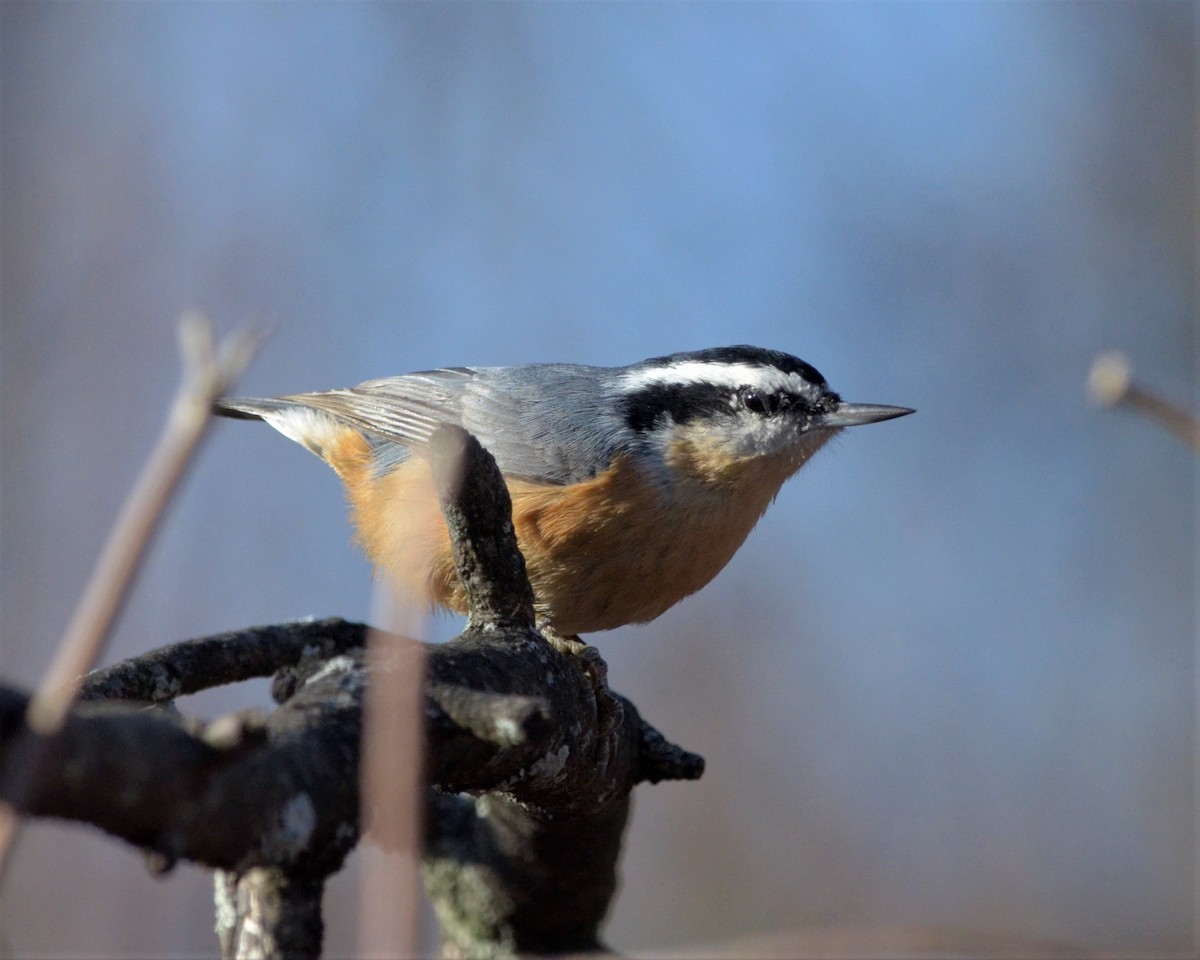 Red-breasted Nuthatch - Heather Pickard
