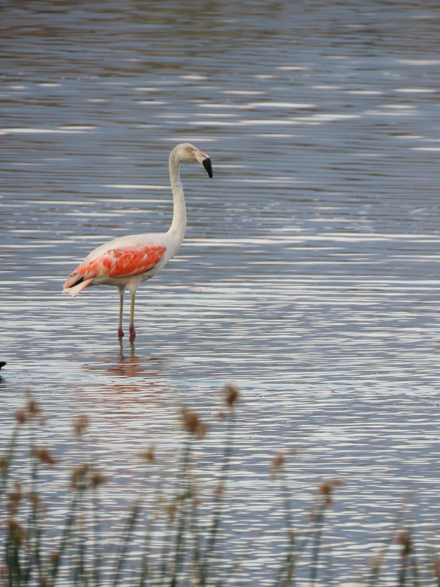 Chilean Flamingo - ML287769981
