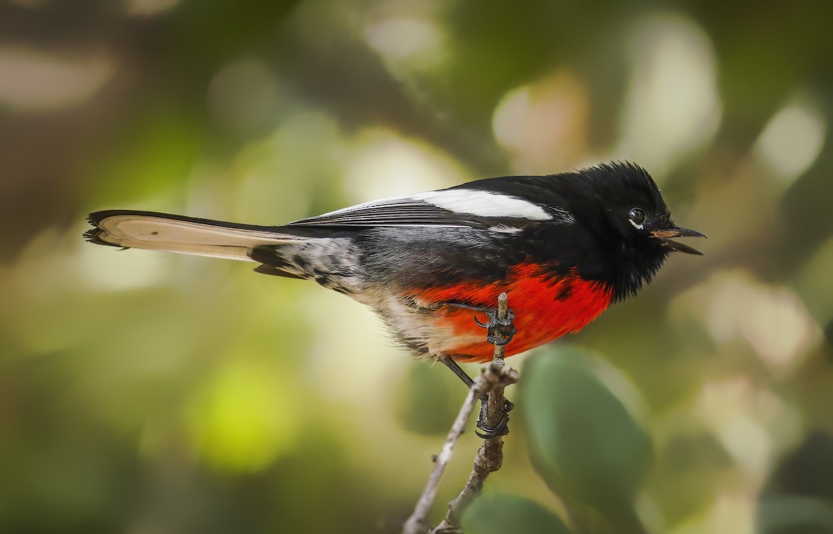 Painted Redstart - Anonymous
