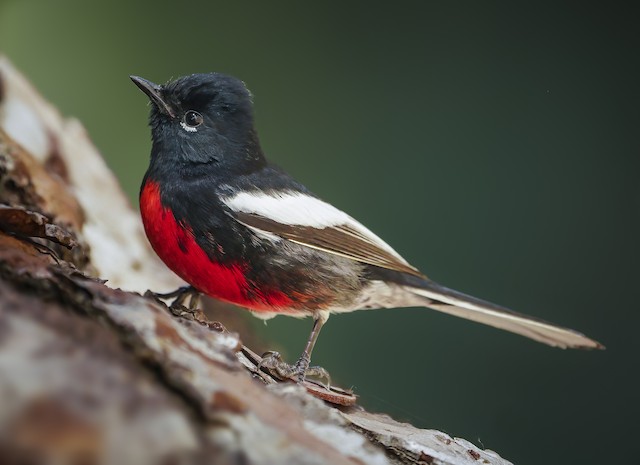 painted redstart