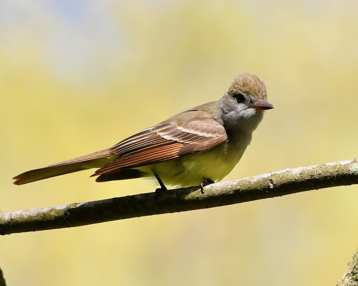Great Crested Flycatcher - ML28778111