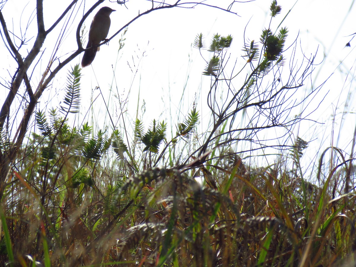 Broad-tailed Grassbird - pooja pawar