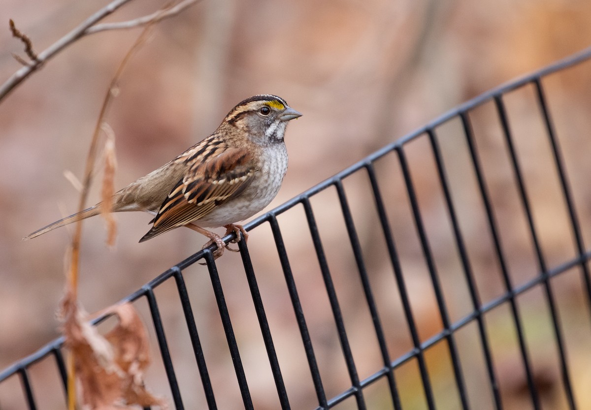 White-throated Sparrow - Richard  Davis