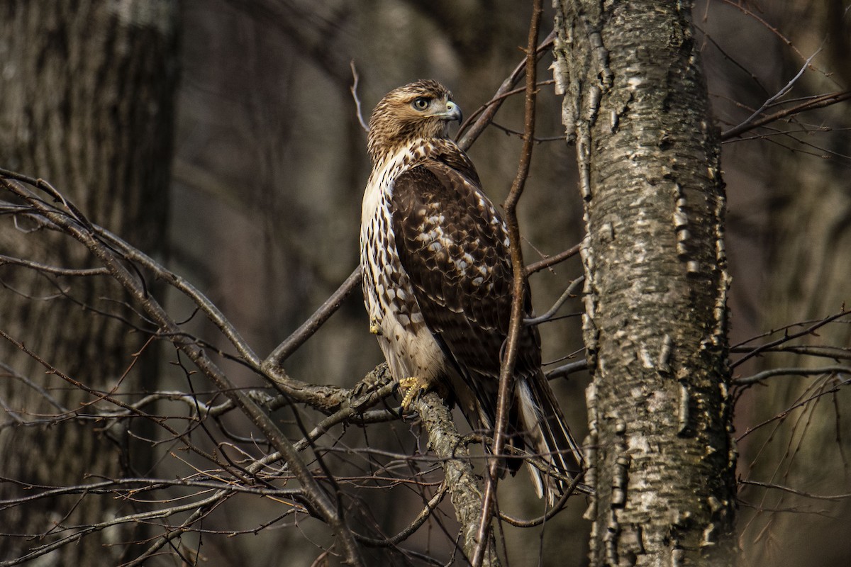 Red-tailed Hawk - ML287793661