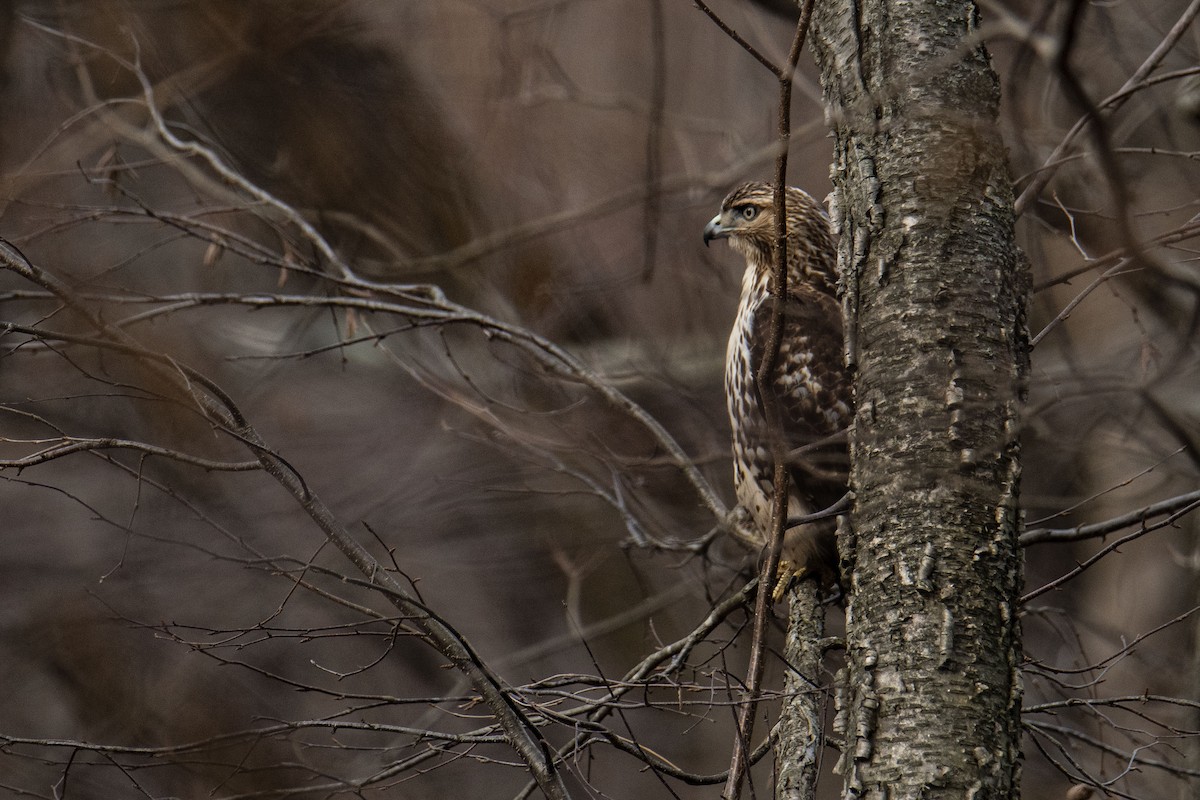 Red-tailed Hawk - ML287793791
