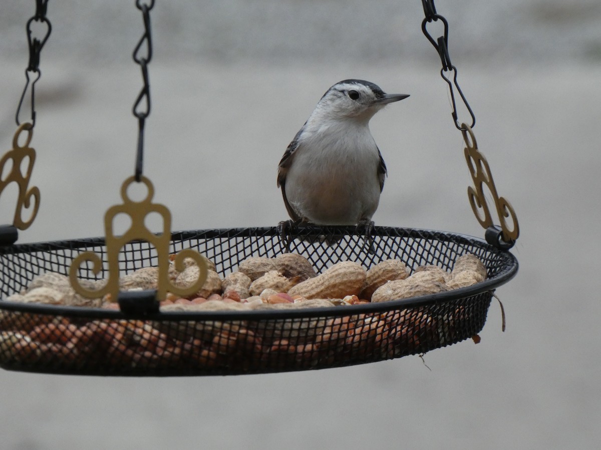 White-breasted Nuthatch - Kody Clem